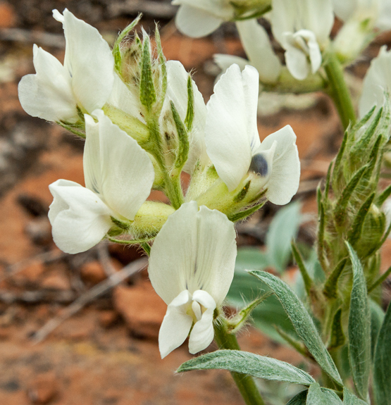 Rocky Mountain Locoweed 2.jpg